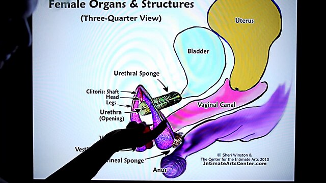 sex tutorial clips best lascivious fellow shows the woman how he gives massages xxx videos how to make a woman squirt how to make women squirt squirting orgasm