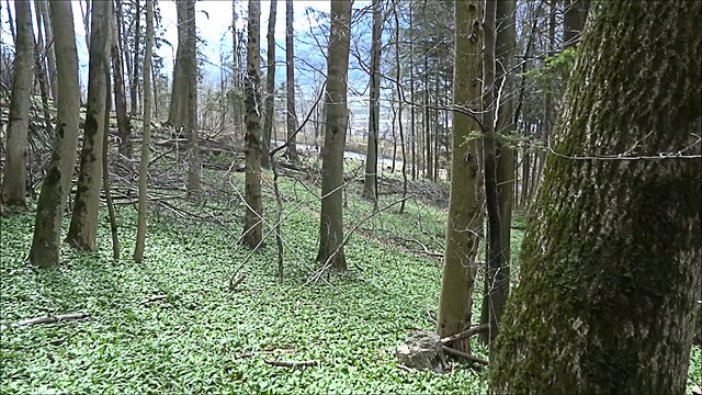 girl cum food cum inside me in forest porn videos